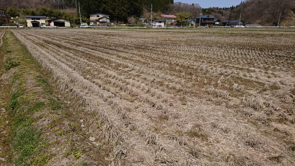 無農薬と慣行農法の田を画像で比較する 無農薬米 SPIGA有機農園