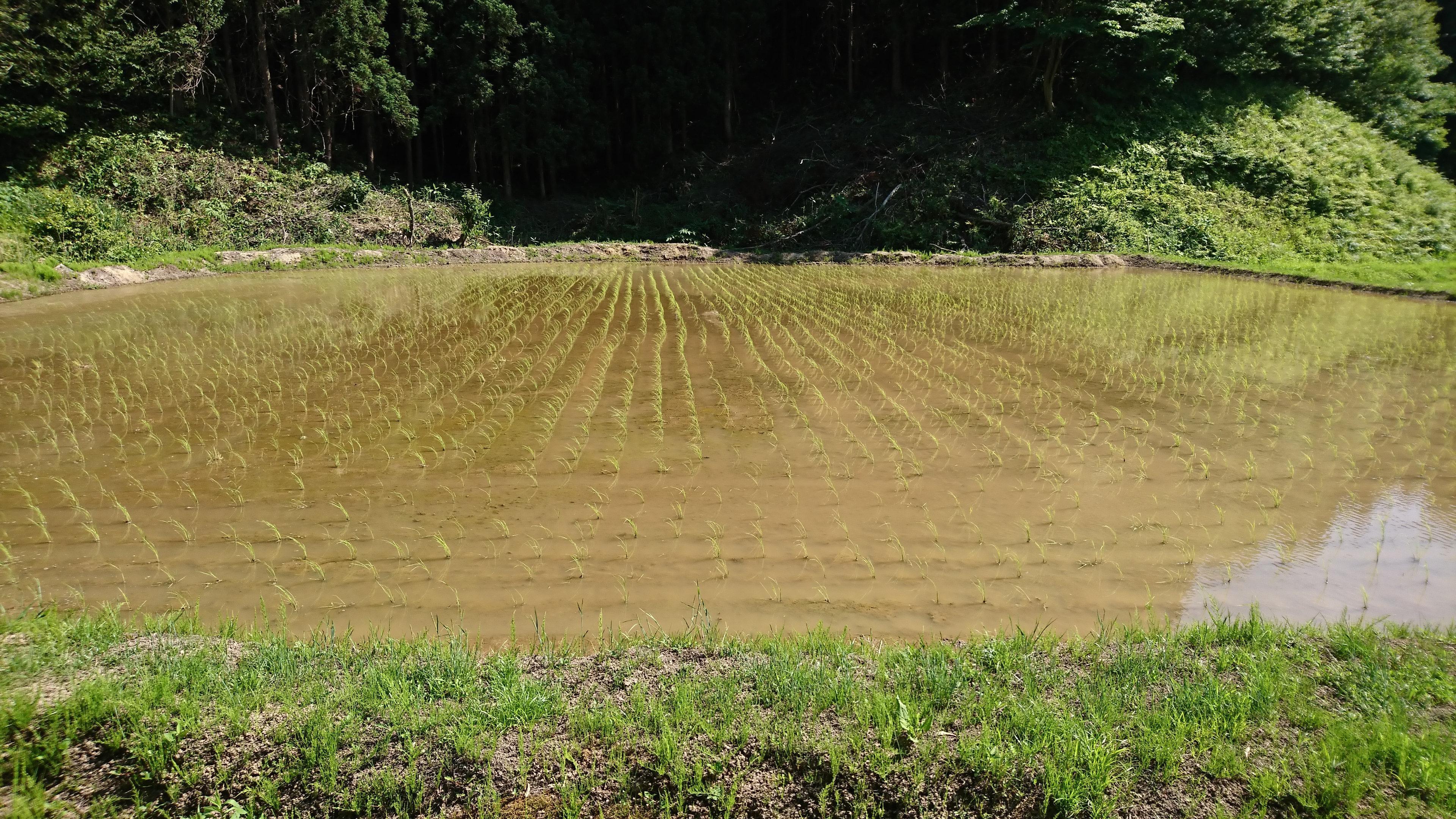 二十四節気・芒種