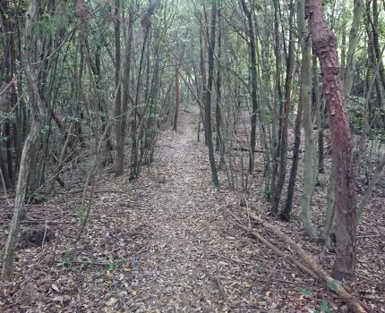 引きこもりが登山14kmは無茶だった