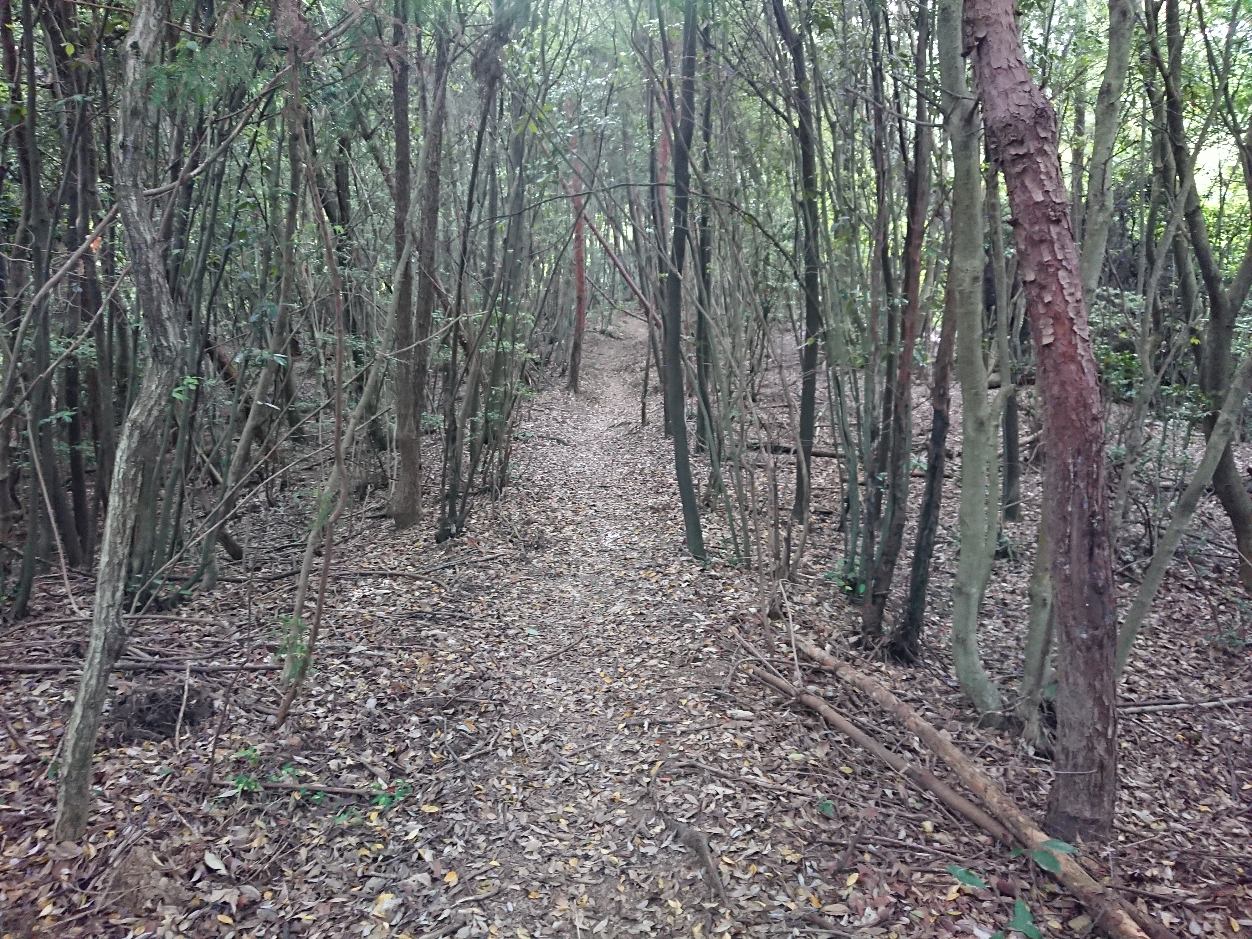 引きこもりが登山14kmは無茶だった