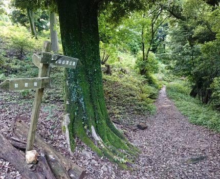 将軍塚登山散歩