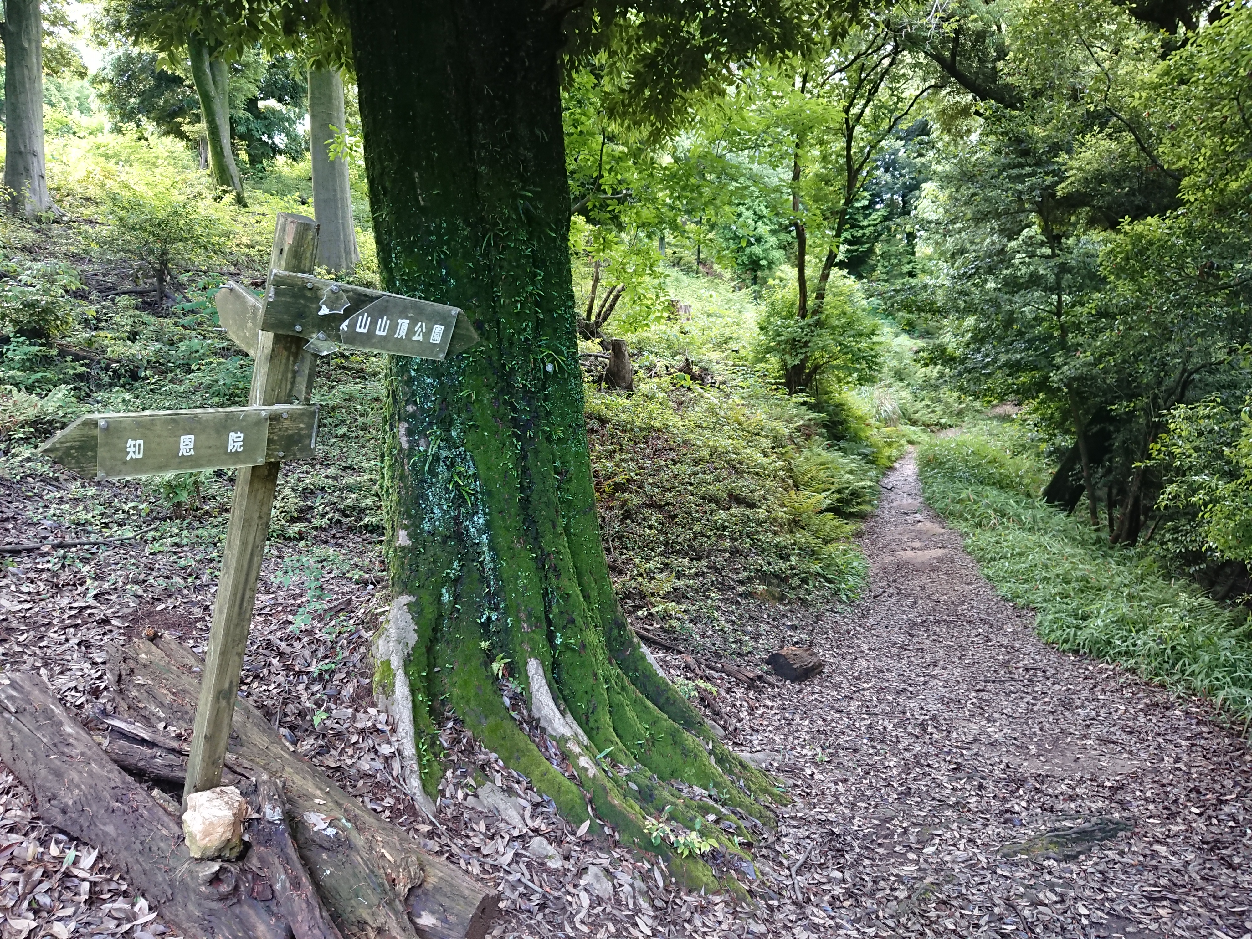 将軍塚登山散歩