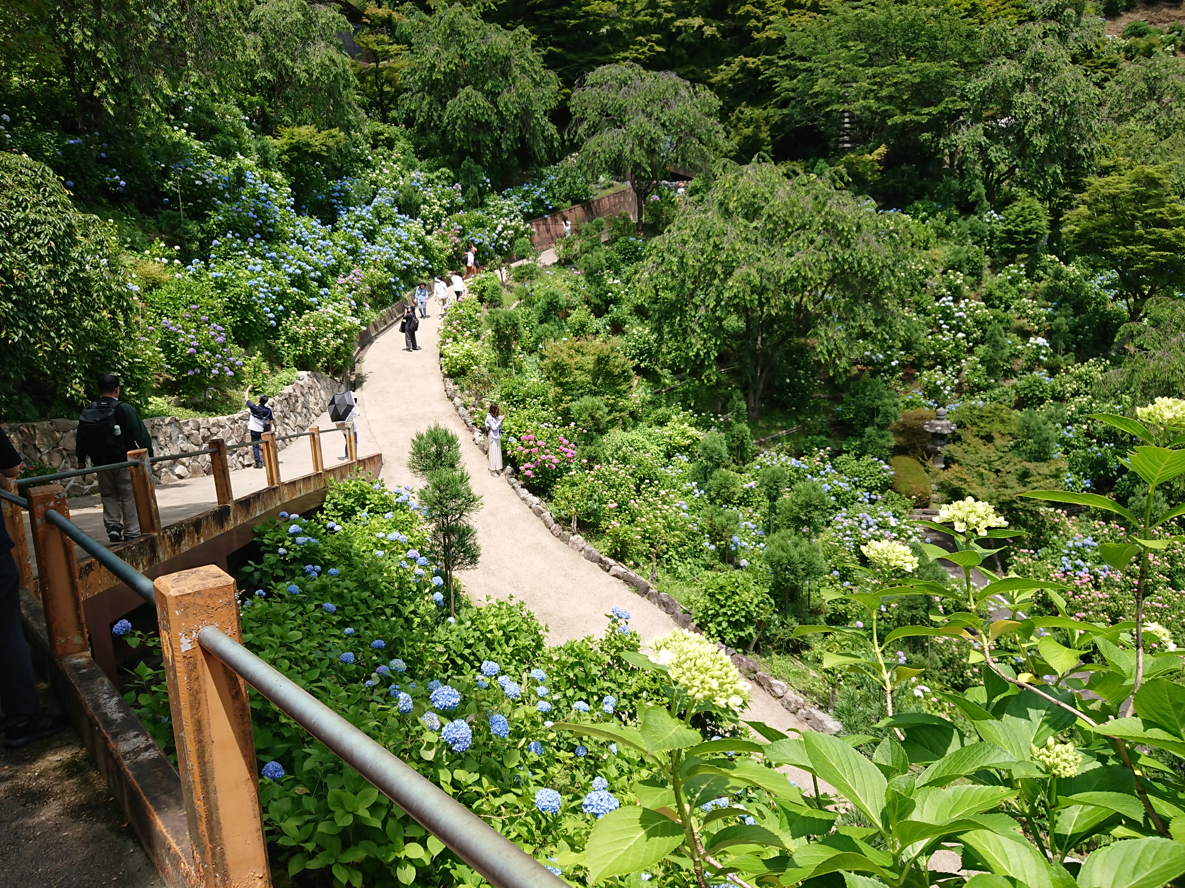 紫陽花ツアー