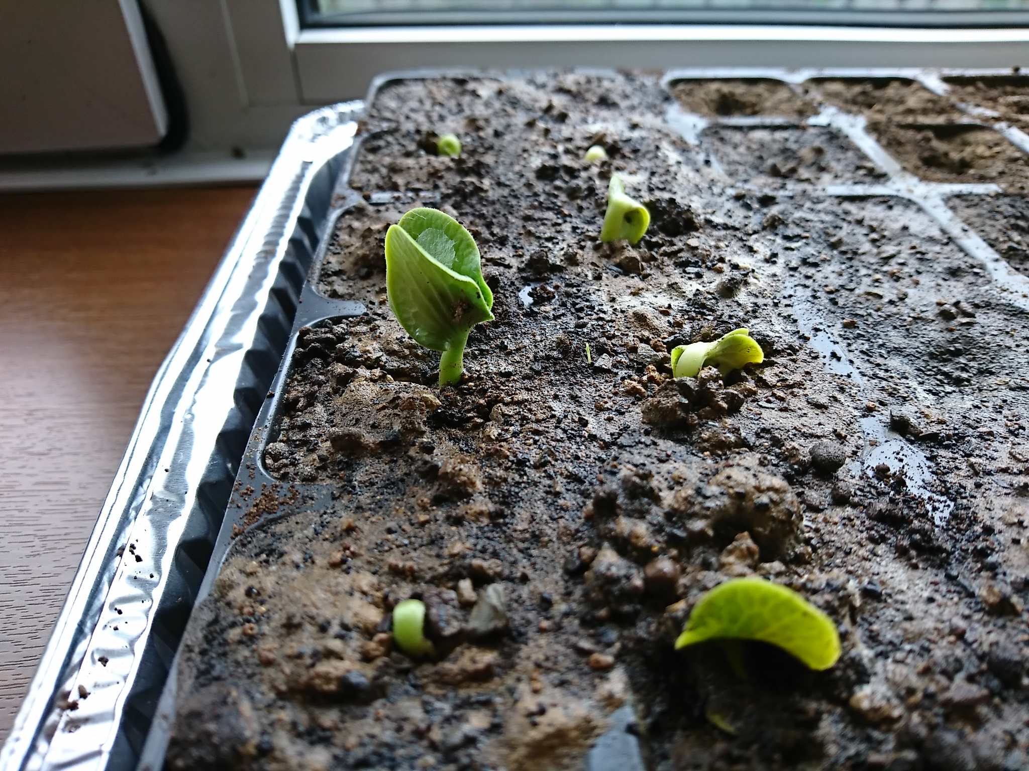 播種後8日目カボチャとトマトの発芽