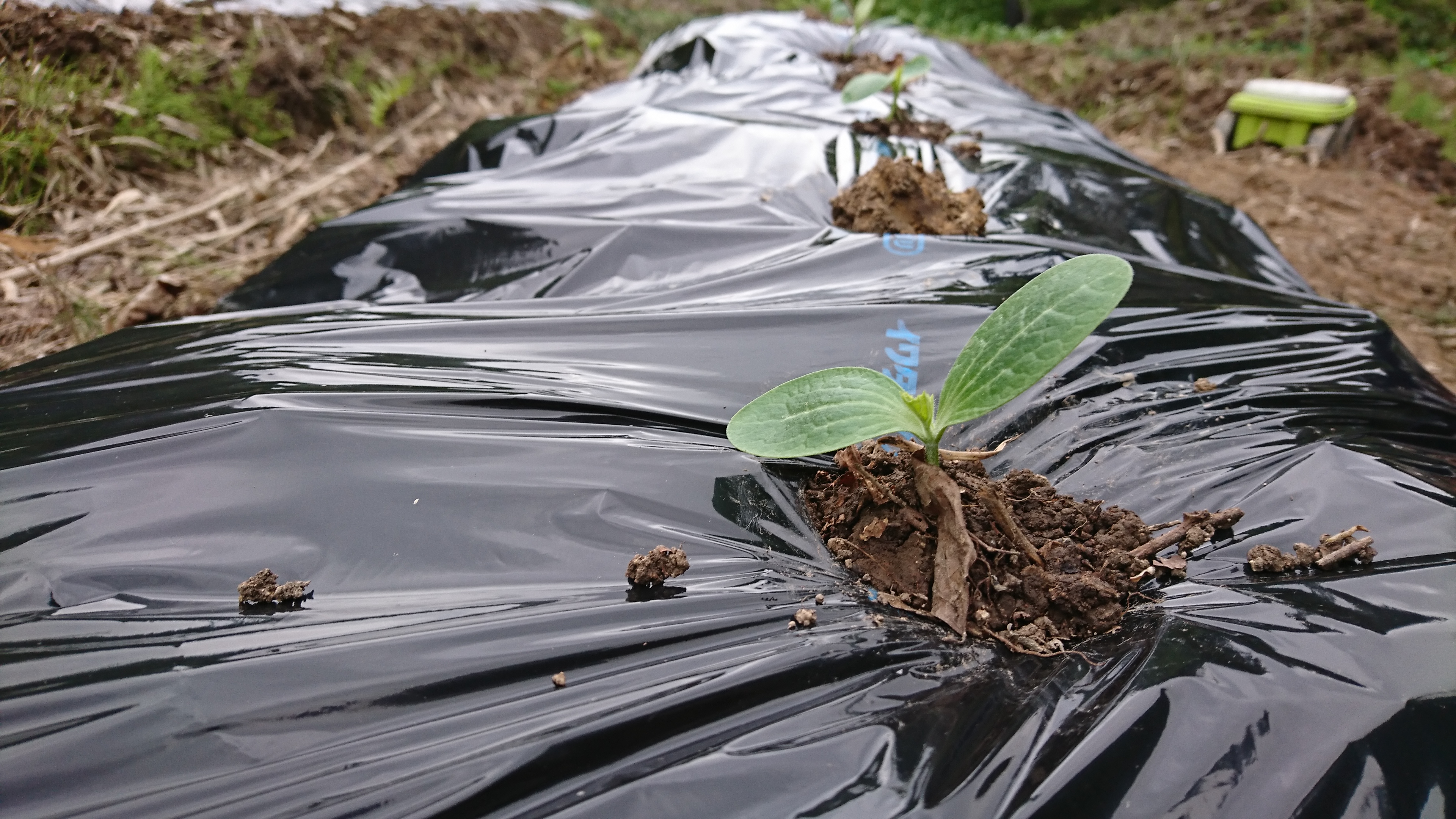 ズッキーニの定植とカボチャの鉢上げ