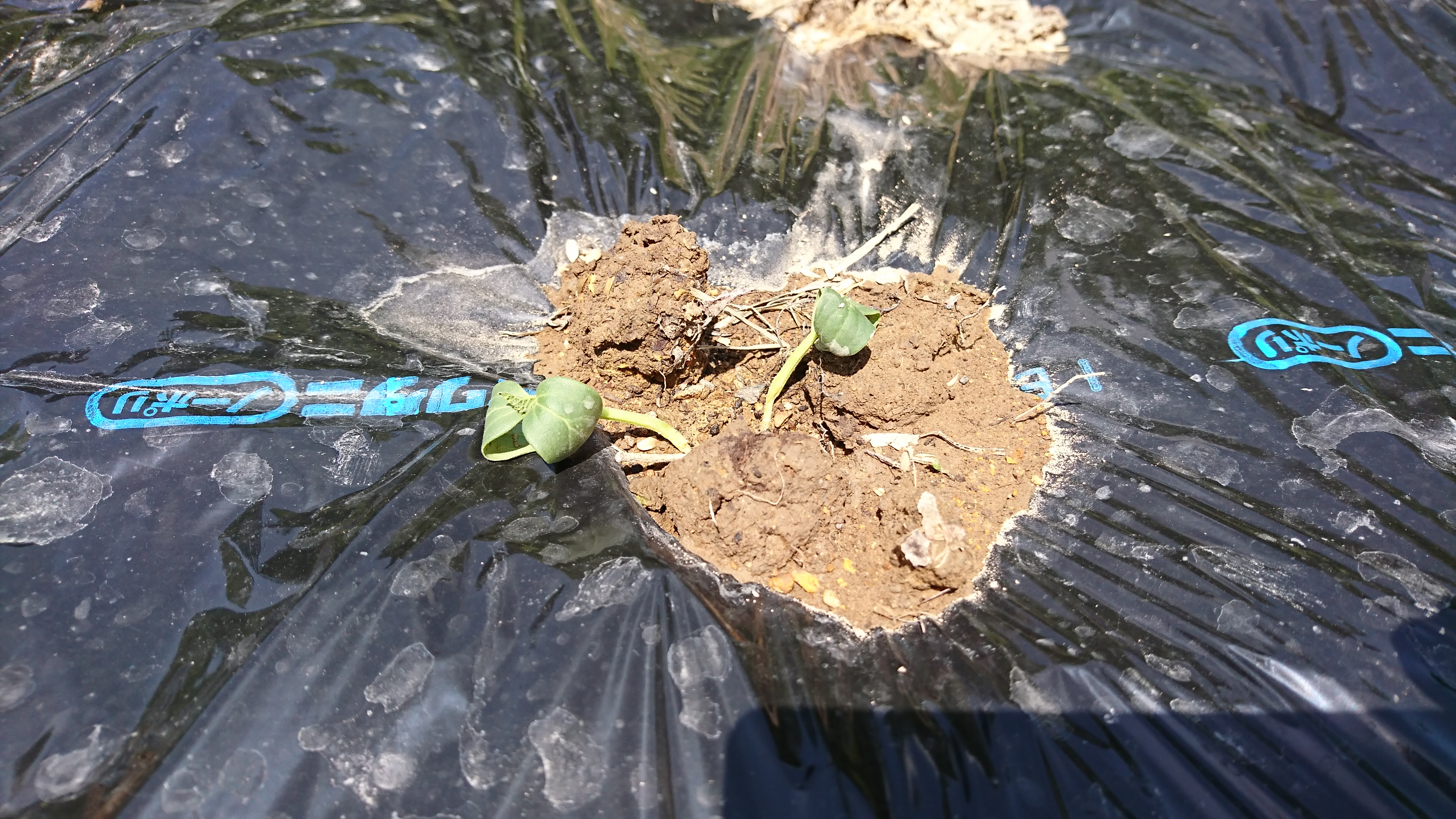 【失敗例】定植時の甘さと水やり